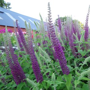 Teucrium hircanicum 'Flowtime'.  <br/>Kortl�be