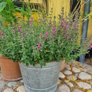 Teucrium x lucidrys.<br/> Kortl�be