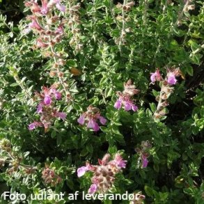 Teucrium x lucidrys.<br/> Kortlbe
