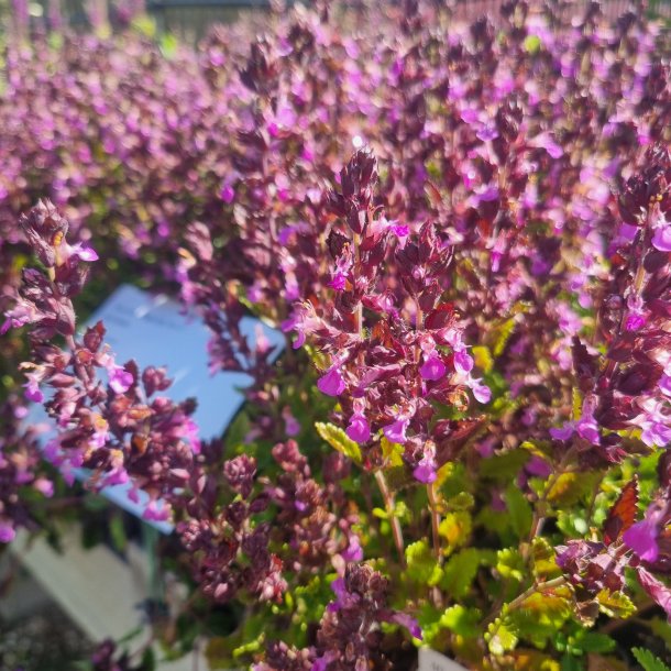 Teucrium 'Pain de Sucre'.<br/> Kortl�be