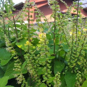 Teucrium scorodonia.  <br/>Klasekortl�be
