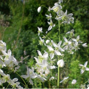Thalictrum delavayi 'Album'.  <br/> Violfr�stjerne