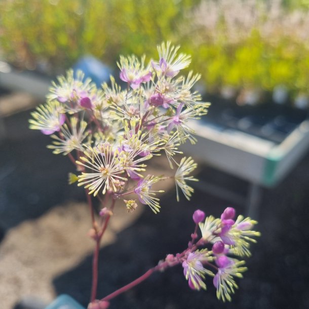 Thalictrum 'Anne'. <br/>Fr�stjerne