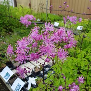 Thalictrum 'Black Stockings'.  <br/>Akelejefr�stjerne