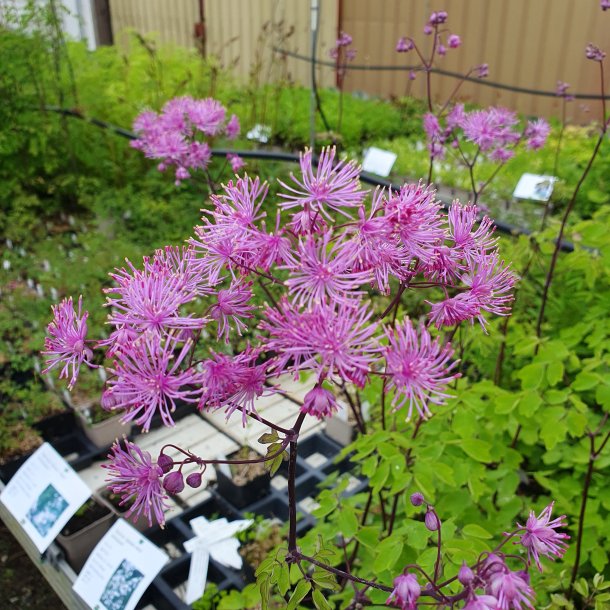 Thalictrum aquilegifolium 'Black Stockings'.  <br/>Akelejefrstjerne