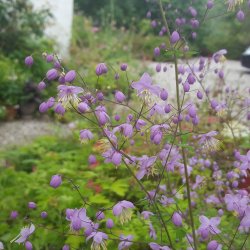 Thalictrum delavayi.  <br/>Violfrstjerne