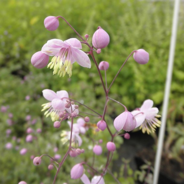 Thalictrum delavayi.  <br/>Violfrstjerne