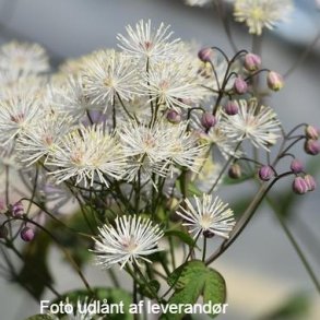 Thalictrum petaloideum 'Ghent Ebony'. <br/>Frstjerne