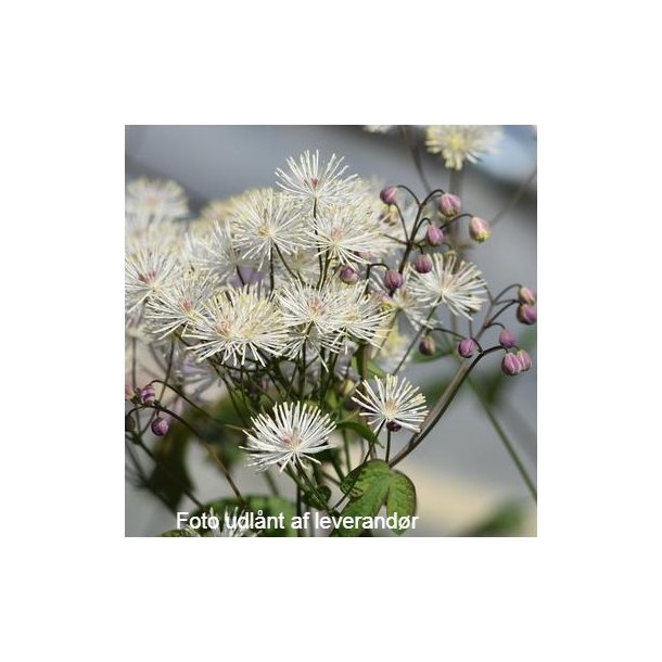 Thalictrum petaloideum 'Ghent Ebony'. <br/>Frstjerne