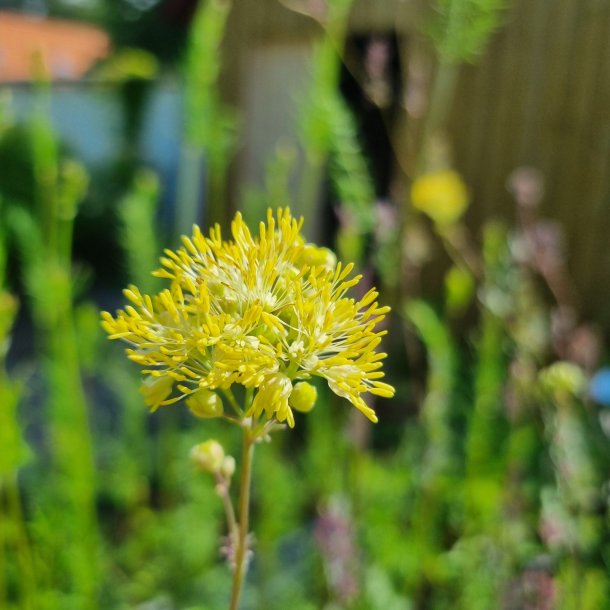Thalictrum flavum subsp. glaucum.  <br/> Fr�stjerne