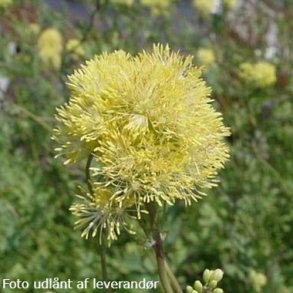 Thalictrum flavum subsp. glaucum.  <br/> Fr�stjerne