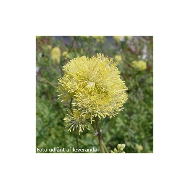 Thalictrum flavum subsp. glaucum.  <br/> Fr�stjerne
