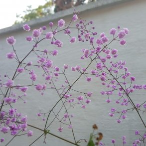 Thalictrum delavayi 'Hewitt's Double'.  <br/>Violfr�stjerne