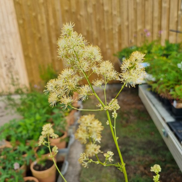 Thalictrum lucidum. <br/>Fr�stjerne