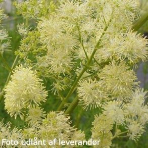 Thalictrum lucidum. <br/>Fr�stjerne