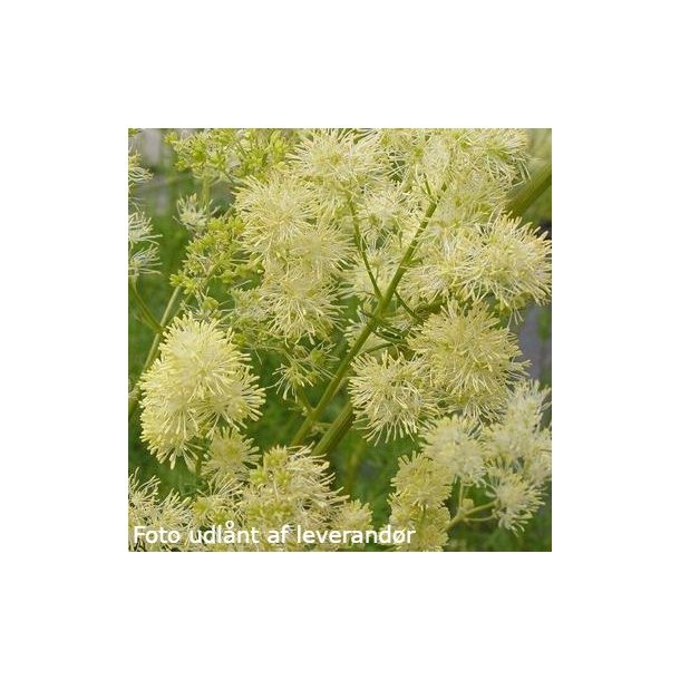 Thalictrum lucidum. <br/>Frstjerne