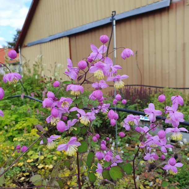 Thalictrum PURPLE WINGS 'Macthapuwi'.  <br/> Violfr�stjerne