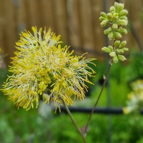 Thalictrum flavum subsp. glaucum 'Ruth Lynden-Bell'.  <br/> Fr�stjerne