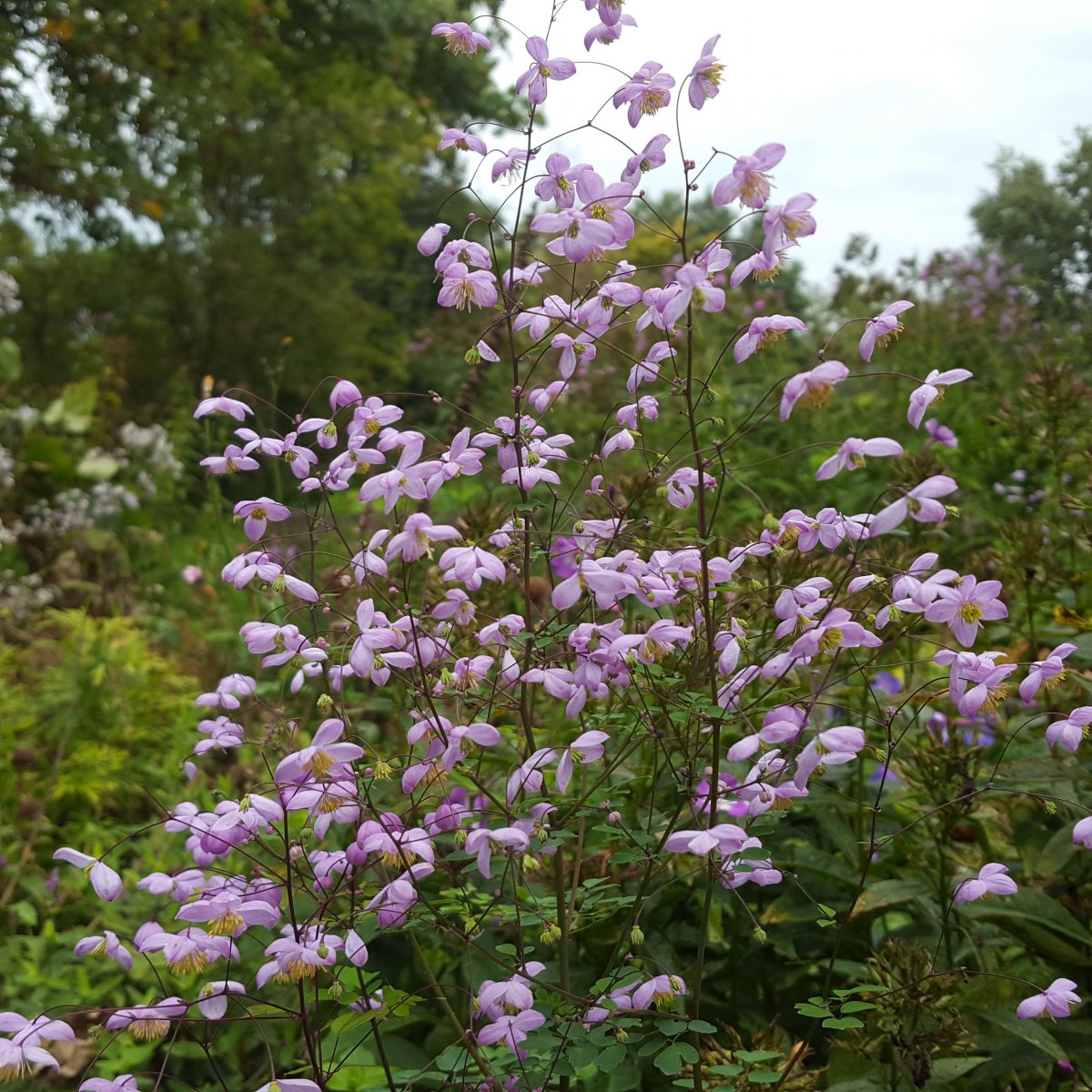 Thalictrum delavayi 'Splendide'. Violfrøstjerne - Stauder - T ...