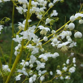 Thalictrum SPLENDIDE WHITE 'Fr21034'.  <br/>Violfrstjerne
