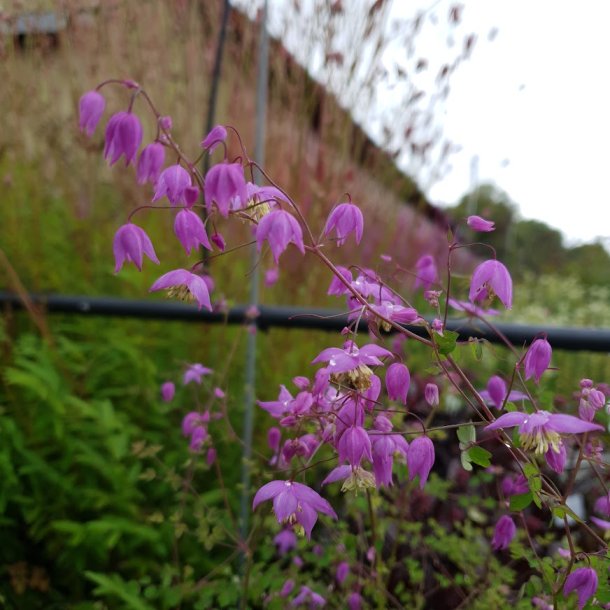 Thalictrum delavayi var. decorum.  <br/> Violfr�stjerne