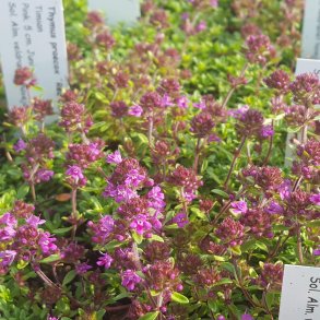 Thymus praecox 'Coccineus'.  <br/>Timian