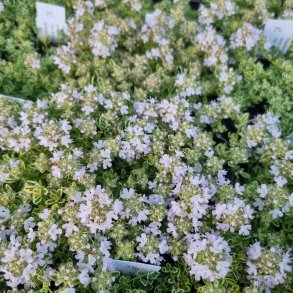 Thymus praecox 'Highland Cream'.  <br/>Timian