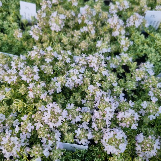 Thymus praecox 'Highland Cream'.  <br/>Timian
