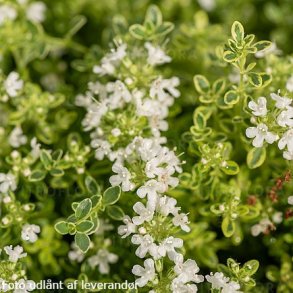 Thymus praecox 'Highland Cream'.  <br/>Timian