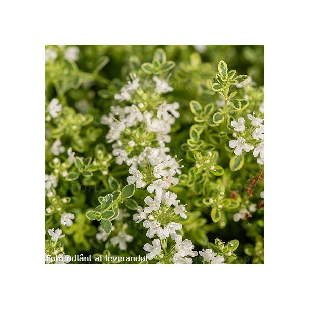 Thymus praecox 'Highland Cream'.  <br/>Timian