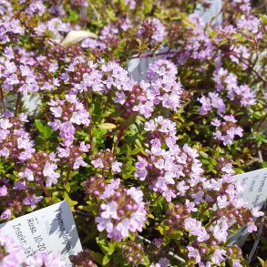 Thymus longicaulis ssp. odoratus.  <br/>Timian