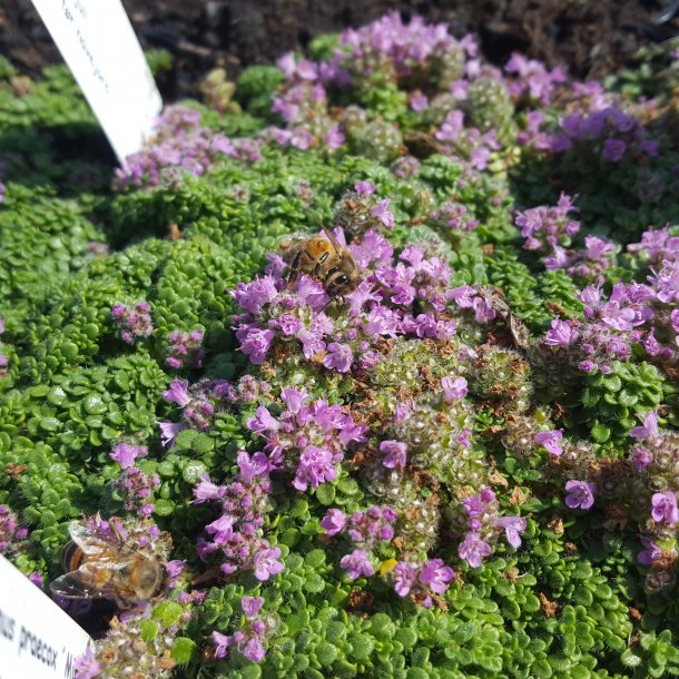 Thymus praecox 'Minor'.  <br/>Timian