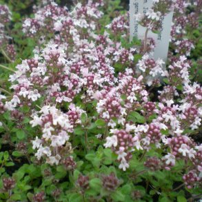 Thymus serphyllum 'Pink Chintz'. <br/> Timian