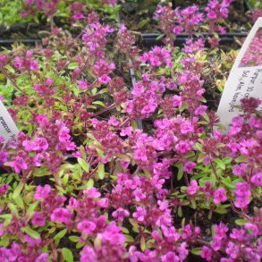 Thymus praecox 'Purple Beauty'. <br/> Timian