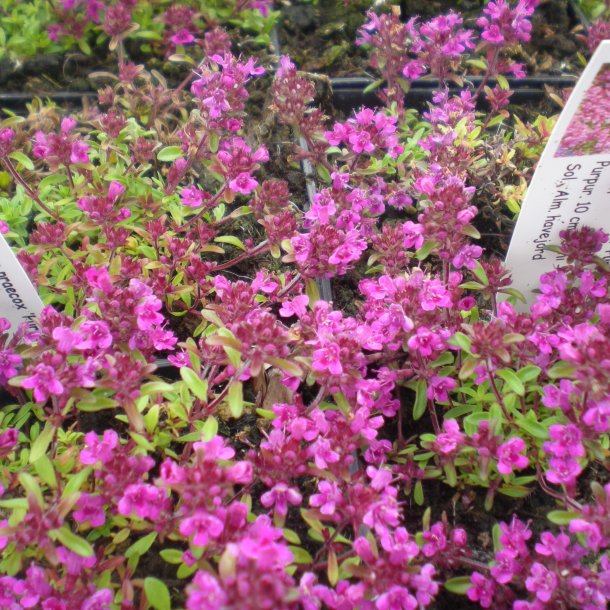 Thymus praecox 'Purple Beauty'. <br/> Timian