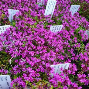 Thymus praecox 'Red Carpet'.  <br/>Timian