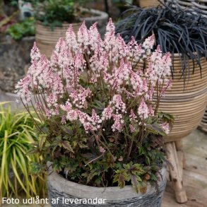 Tiarella ANGEL WINGS 'Gowing'.  <br/>Skumblomst