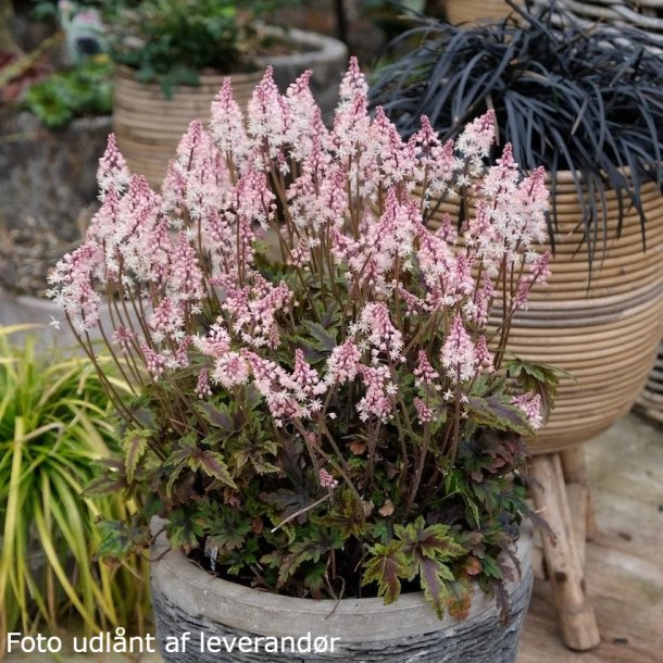 Tiarella 'Angel Wings'.  <br/>Skumblomst