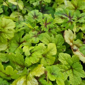Tiarella 'Jeepers Creepers'.  <br/>Skumblomst