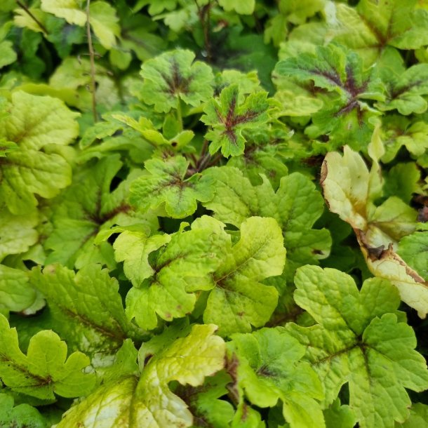 Tiarella 'Jeepers Creepers'.  <br/>Skumblomst