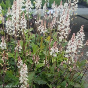 Tiarella 'Pink Skyrocket'.  <br/>Skumblomst