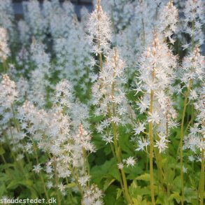 Tiarella 'Running Tiger'.  <br/>Skumblomst
