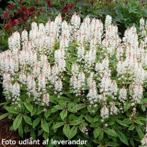 Tiarella 'Spring Symphony'.  <br/>Skumblomst