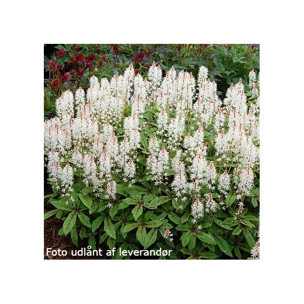 Tiarella 'Spring Symphony'.  <br/>Skumblomst