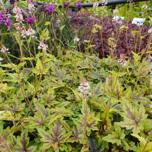 Tiarella 'Sugar and Spice'.  <br/>Skumblomst