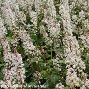 Tiarella wherri.  <br/>Skumblomst