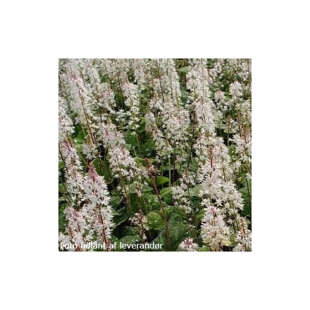 Tiarella wherri.  <br/>Skumblomst