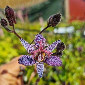 Tricyrtis 'Dark Form'. <br/>Tudselilje