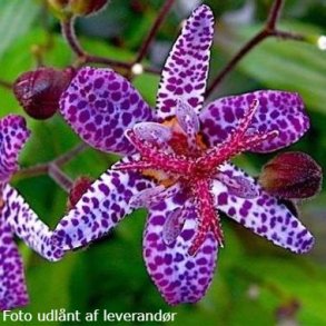 Tricyrtis 'Dark Form'. <br/>Tudselilje