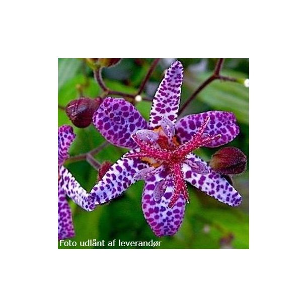 Tricyrtis 'Dark Form'. <br/>Tudselilje